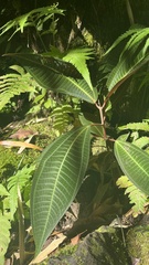 Miconia calvescens