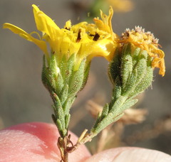 Deinandra paniculata