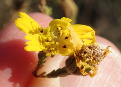 Deinandra paniculata