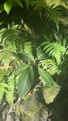 Miconia calvescens