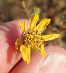 Deinandra paniculata