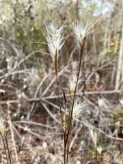 Andropogon ternarius