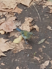 Fringilla coelebs maderensis