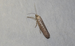 Yponomeuta fumigatus