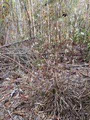 Andropogon ternarius