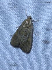 Elophila gyralis