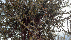 Phoradendron californicum