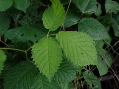 Handroanthus