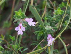 Prostanthera densa