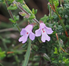 Prostanthera densa