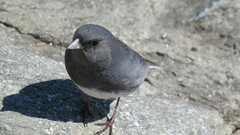 Junco