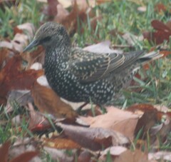 Sturnus vulgaris