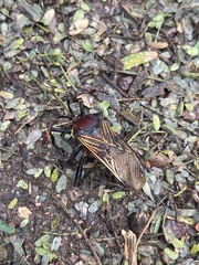 Pachylis neocalifornicus