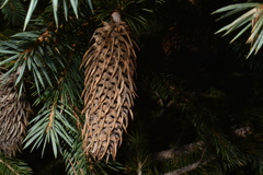 Picea chihuahuana
