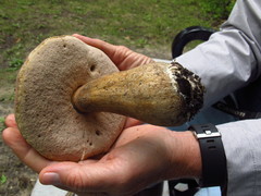 Tylopilus rubrobrunneus image