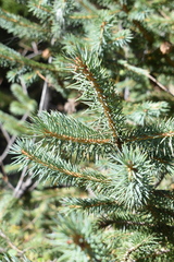 Picea chihuahuana