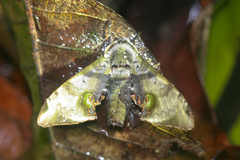 Daphnusa ocellaris