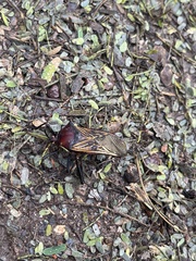 Pachylis neocalifornicus