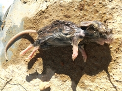 Apodemus sylvaticus