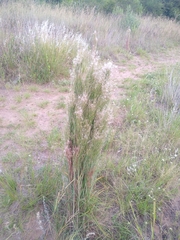 Schizachyrium microstachyum