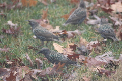 Sturnus vulgaris