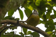 Arizelocichla nigriceps
