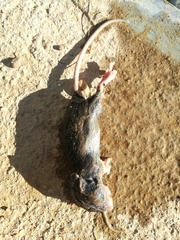 Apodemus sylvaticus
