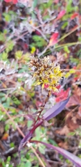 Solidago uliginosa