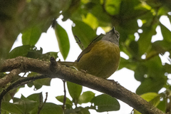 Arizelocichla nigriceps