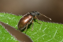 Phyllobius oblongus