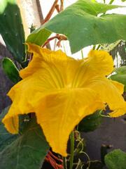 Cucurbita moschata