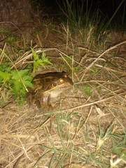 Leptodactylus luctator