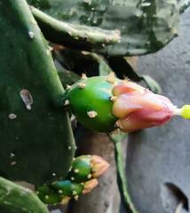 Opuntia cochenillifera