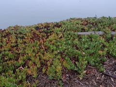 Carpobrotus chilensis