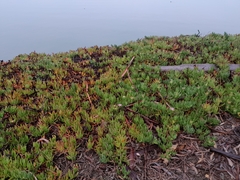 Carpobrotus chilensis