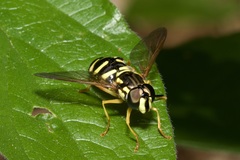 Chrysotoxum elegans
