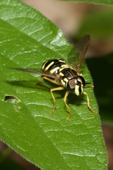 Chrysotoxum elegans