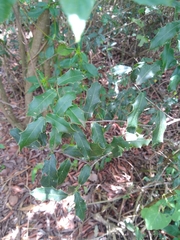 Maytenus ilicifolia