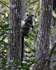 Dendrolagus lumholtzi