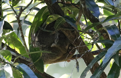 Pseudochirops archeri