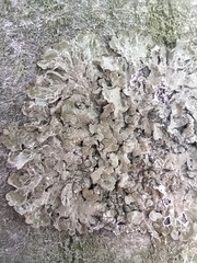 Melanohalea exasperatula