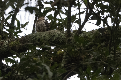 iNaturalist image