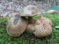 Pseudoboletus parasiticus