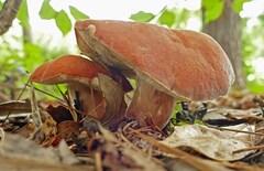 Xanthoconium purpureum