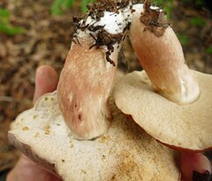 Xanthoconium purpureum