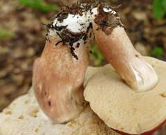 Xanthoconium purpureum