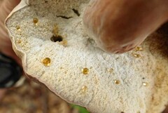 Xanthoconium purpureum