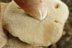 Xanthoconium purpureum