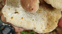 Xanthoconium purpureum