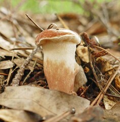 Xanthoconium purpureum